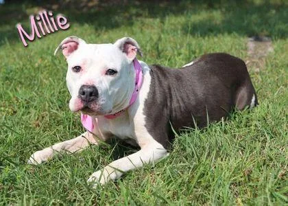 An adult large-sized female American Staffordshire Terrier dog named Millie for adoption in Parma, OH