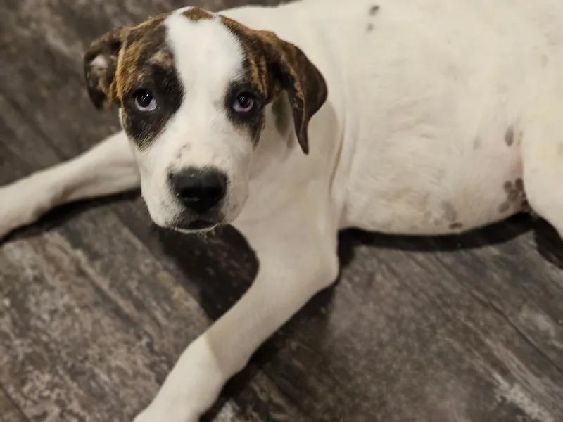 A baby medium-sized male Black Mastiff dog named Squid for adoption in Newfoundland, NJ