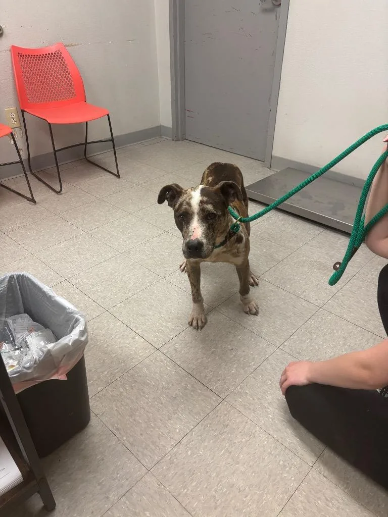 A young medium-sized male Catahoula Leopard Dog dog named Goodwin for adoption in Sorrento, LA