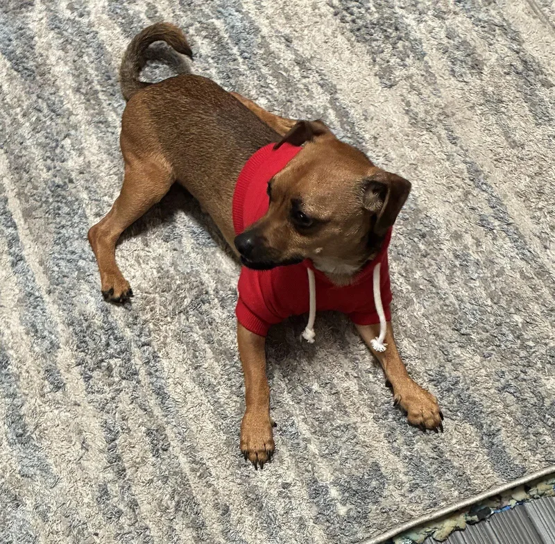 An adult small-sized male Terrier dog named Tatum for adoption in Virginia Beach, VA