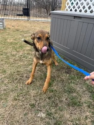 Fettucine thumbnail 2