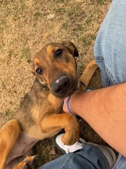 Fettucine thumbnail 3