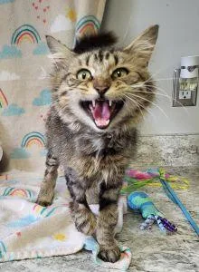An adult medium-sized male Domestic Long Hair cat named Stumpy for adoption in Bucyrus, OH