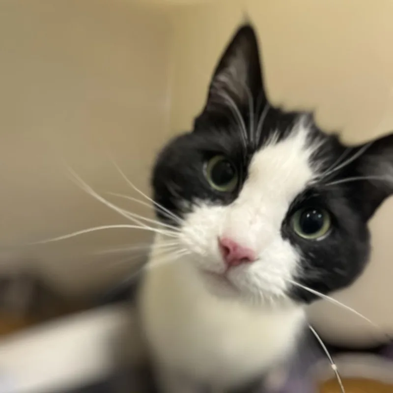 An adult medium-sized female Black Domestic Short Hair cat named 70866 for adoption in Harrisonburg, VA