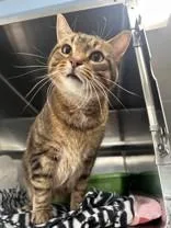 An adult large-sized male Tabby (Brown / Chocolate) Domestic Short Hair cat named Jesse for adoption in Manitowoc, WI