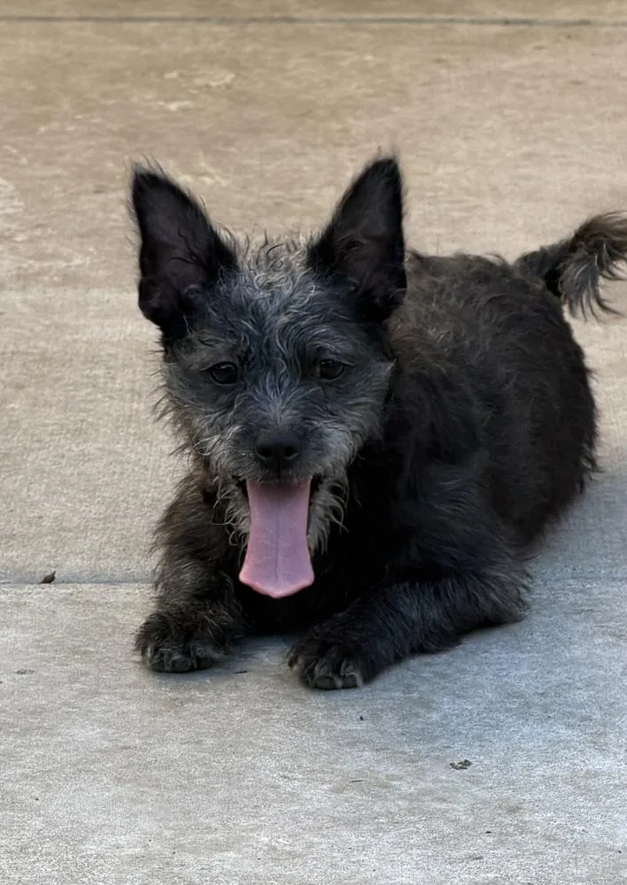 A baby small-sized male Tricolor (Brown, Black, & White) Terrier dog named Pismo for adoption in Canyon Country, CA