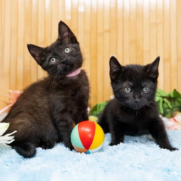 A baby small-sized male Black Domestic Short Hair cat named Smudge for adoption in Durham, NC