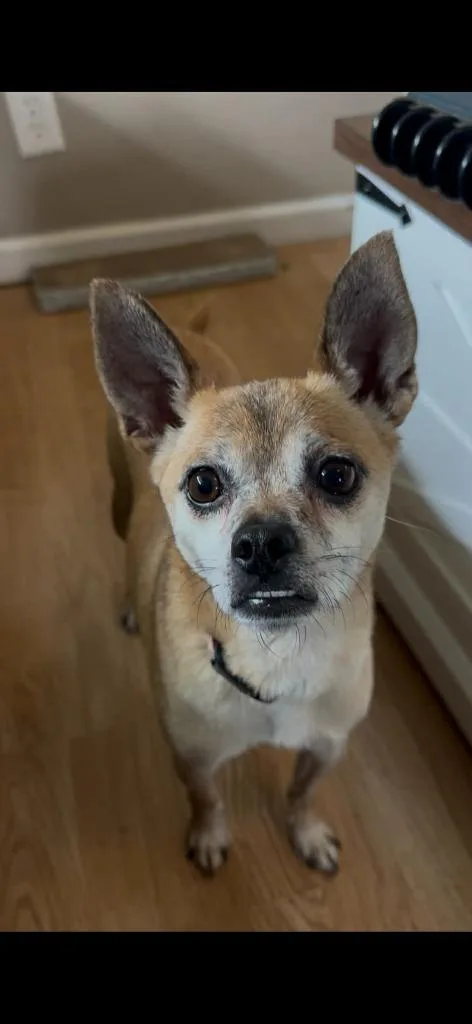An adult medium-sized female Chihuahua dog named Pepperoni for adoption in Madison, GA