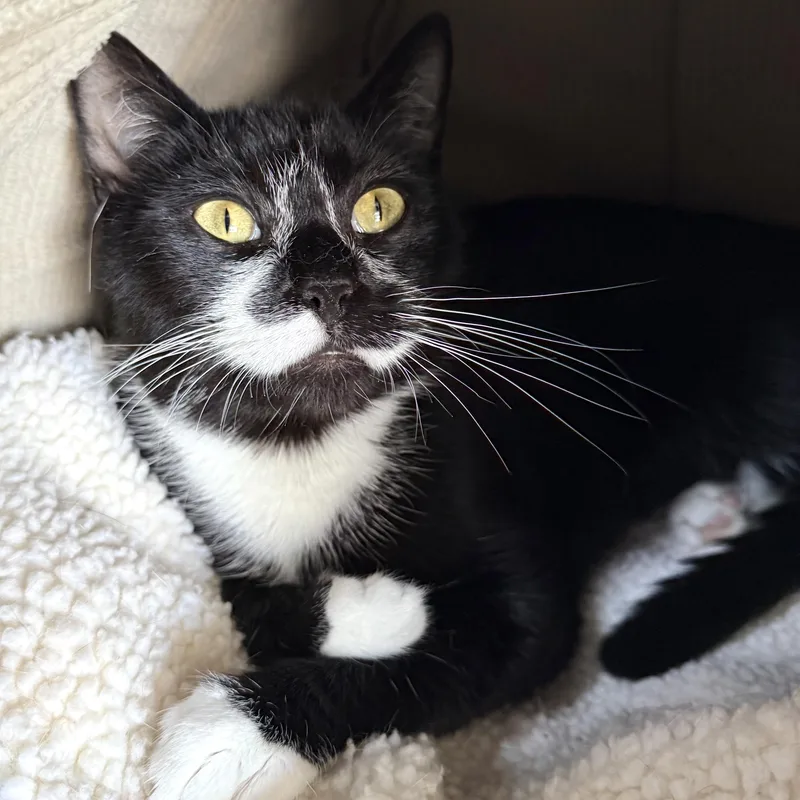 A young medium-sized female Black & White / Tuxedo Domestic Short Hair cat named Clover for adoption in Hull, MA