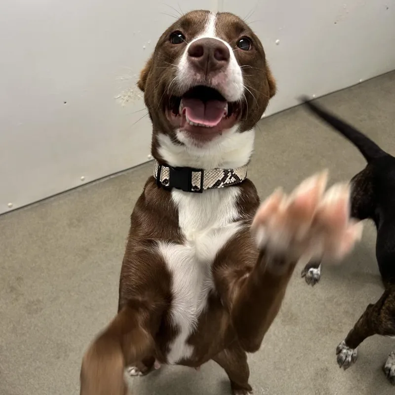 A young medium-sized female Brown / Chocolate Mixed Breed dog named Valerie for adoption in Rocky Mount, VA