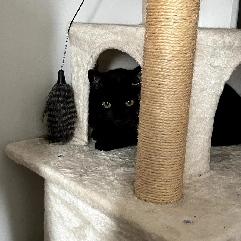 An adult small-sized female Black Domestic Short Hair cat named Mia for adoption in PITTSBURGH, PA