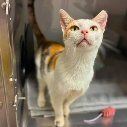 An adult medium-sized female Domestic Short Hair cat named Trixie for adoption in Gastonia, NC