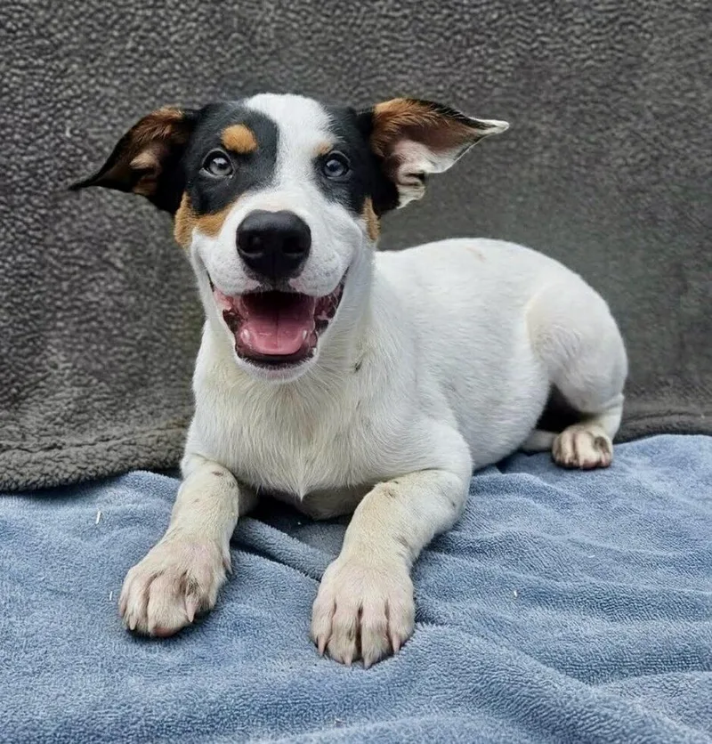 A baby medium-sized male Yellow / Tan / Blond / Fawn Australian Cattle Dog / Blue Heeler dog named Vance for adoption in Leesburg, AL