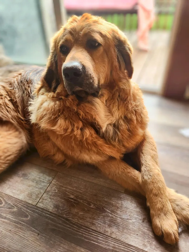 An adult extra large-sized male Golden Tibetan Mastiff dog named Hudson for adoption in New London, WI