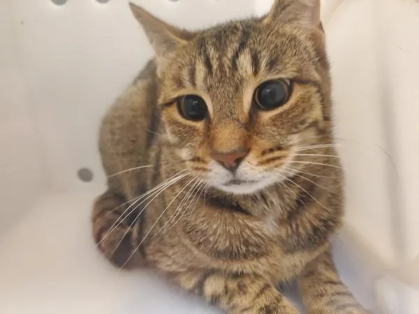 An adult medium-sized female Domestic Short Hair cat named Confetti for adoption in Staten Island, NY