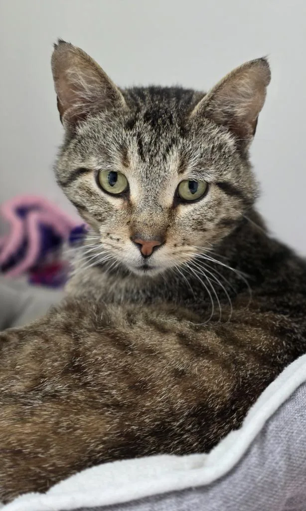 A senior medium-sized male Domestic Short Hair cat named Tilly for adoption in Huntington, IN