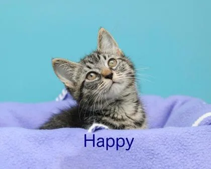 A baby small-sized male Domestic Short Hair cat named Happy for adoption in Parma, OH