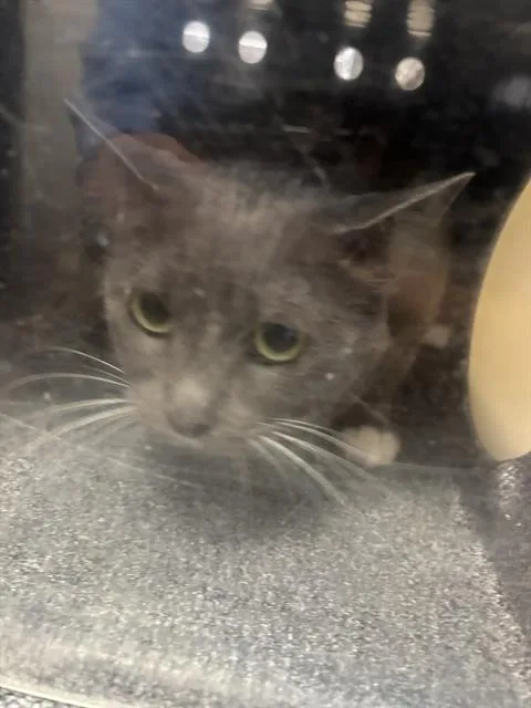 An adult medium-sized female Domestic Short Hair cat named Fiona for adoption in Dallas, TX
