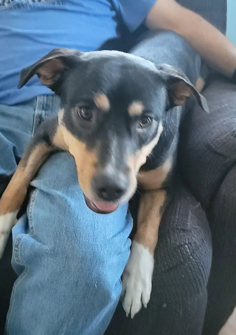 A baby medium-sized female Mixed Breed dog named Mila for adoption in Sioux Falls, SD
