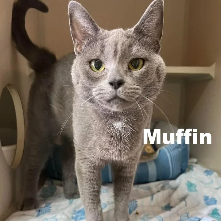 An adult medium-sized female Gray / Blue / Silver Domestic Short Hair cat named Muffin for adoption in Escanaba, MI