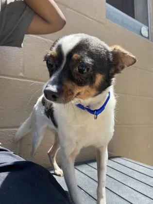 An adult medium-sized male Mixed Breed dog named Bobo for adoption in West Chester, PA