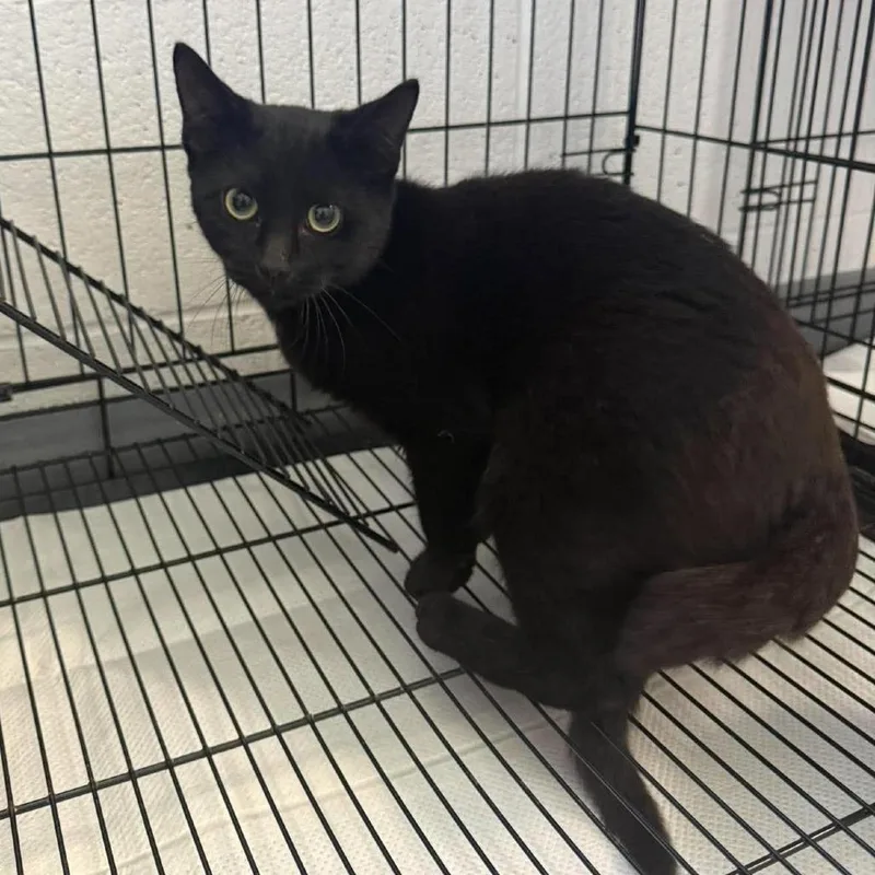 A young small-sized male Black Domestic Short Hair cat named Monat for adoption in Rocky Mount, VA