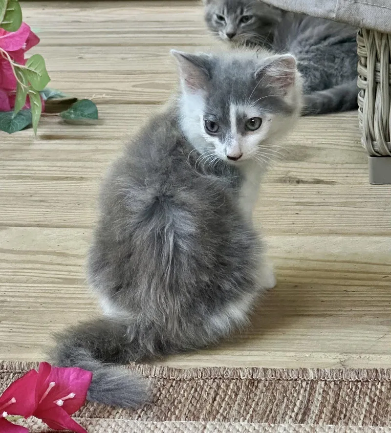 A baby medium-sized male Gray & White Domestic Long Hair cat named Juno for adoption in Royal Palm Beach, FL