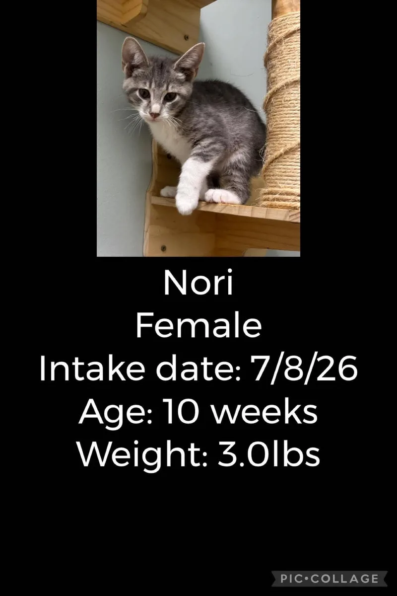 Nori