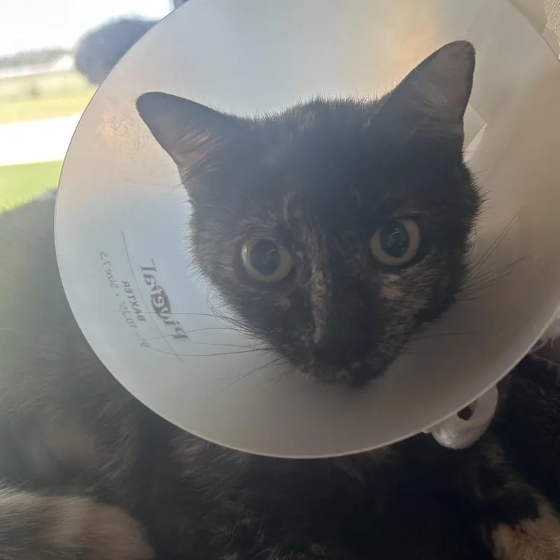 An adult medium-sized female Black Domestic Short Hair cat named Clarrisa for adoption in Leander, TX