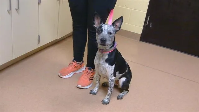 A young large-sized female Australian Cattle Dog / Blue Heeler dog named Daisy Ray for adoption in Cookeville, TN