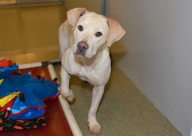 A young medium-sized female Labrador Retriever dog named Joelle for adoption in West Valley City, UT