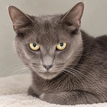 An adult medium-sized male Domestic Short Hair cat named Pawmetto Kershaw for adoption in Hudson, MA