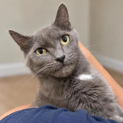 Pawmetto Kershaw thumbnail 2