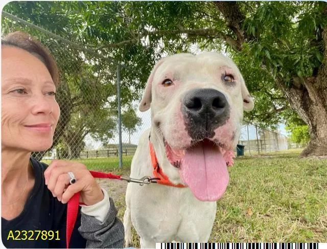 An adult extra large-sized male Mixed Breed dog named Reggie for adoption in West Palm Beach, FL