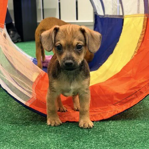 A baby small-sized male Chihuahua dog named Miata for adoption in Henderson, NV