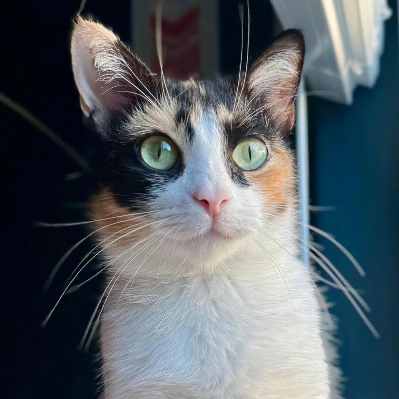 An adult medium-sized female Calico Extra-Toes Cat / Hemingway Polydactyl cat named Mama Taffy for adoption in Parkland, FL