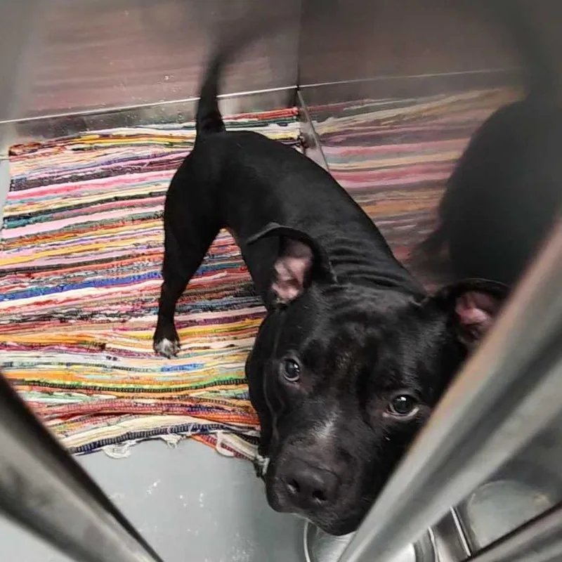 An adult medium-sized male Black Mixed Breed dog named Taco Pizza for adoption in Davenport, IA