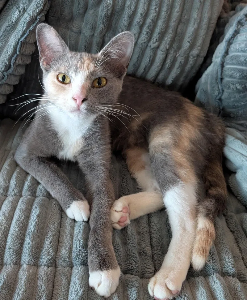 An adult medium-sized female Domestic Short Hair cat named Keko for adoption in Kansas City, MO