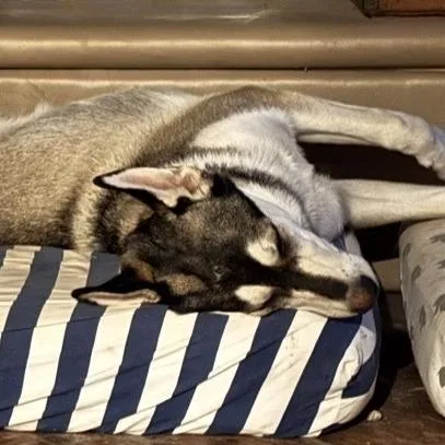 Bandit Aw thumbnail 2