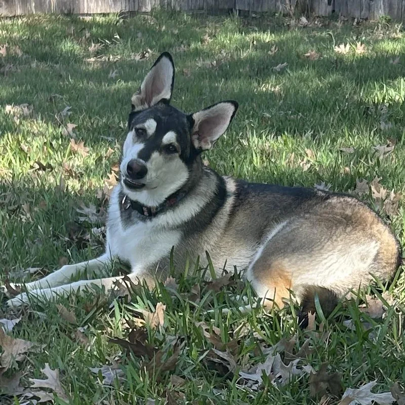 Bandit Aw thumbnail 3