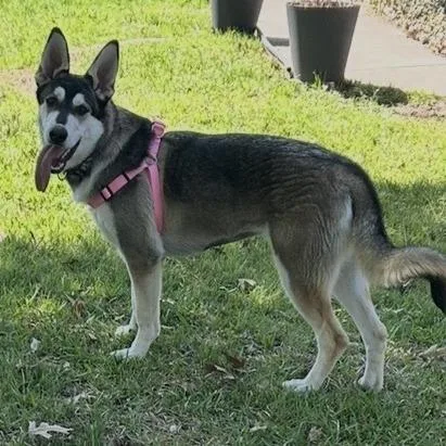 Bandit Aw thumbnail 4