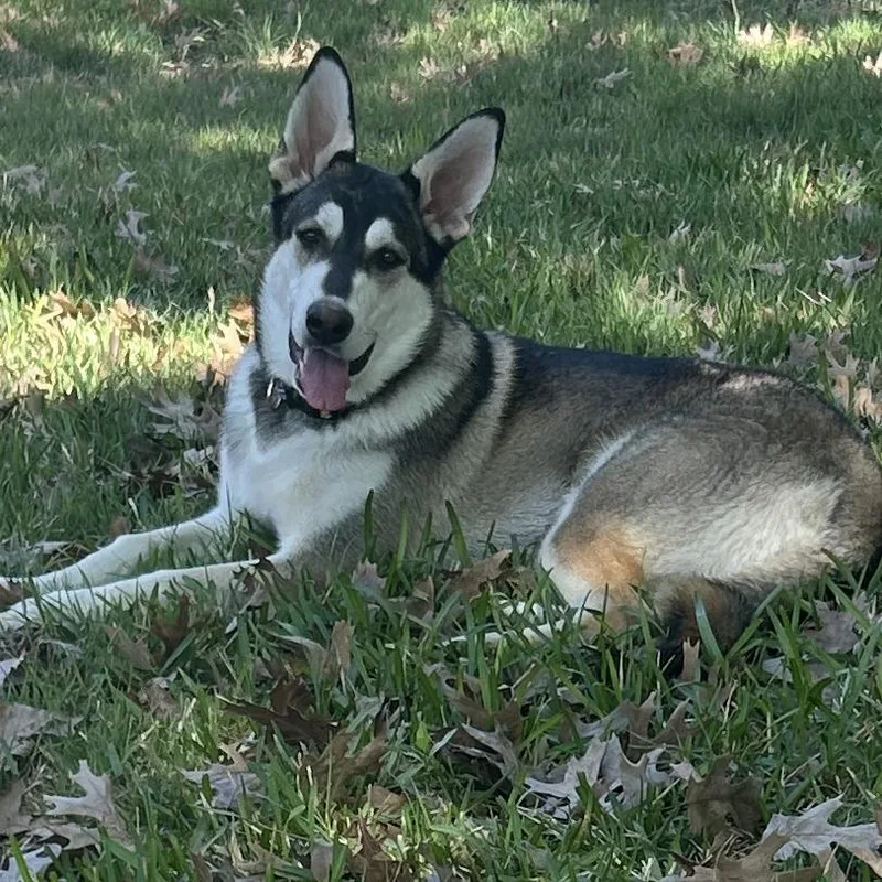 Bandit Aw thumbnail 5