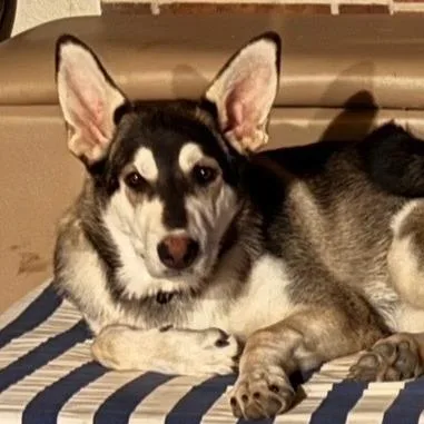 Bandit Aw thumbnail 6