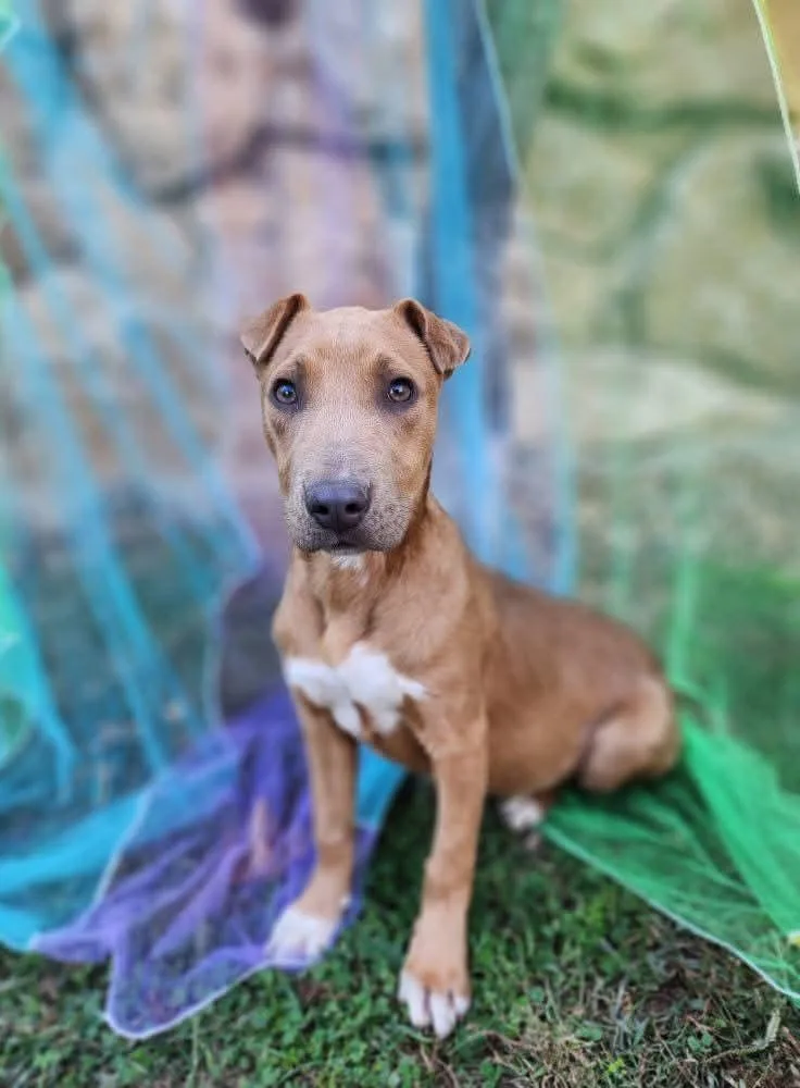 Brittany thumbnail 2