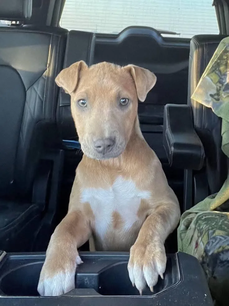 Brittany thumbnail 3