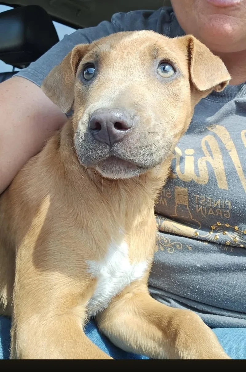 Brittany thumbnail 4