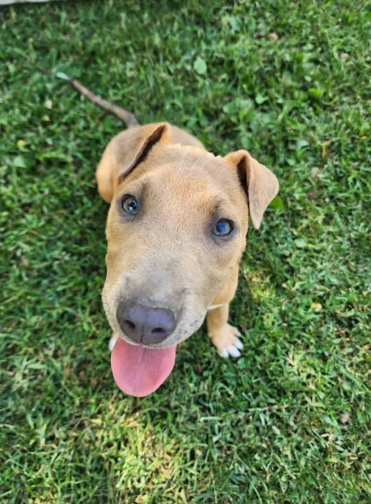 Brittany thumbnail 5