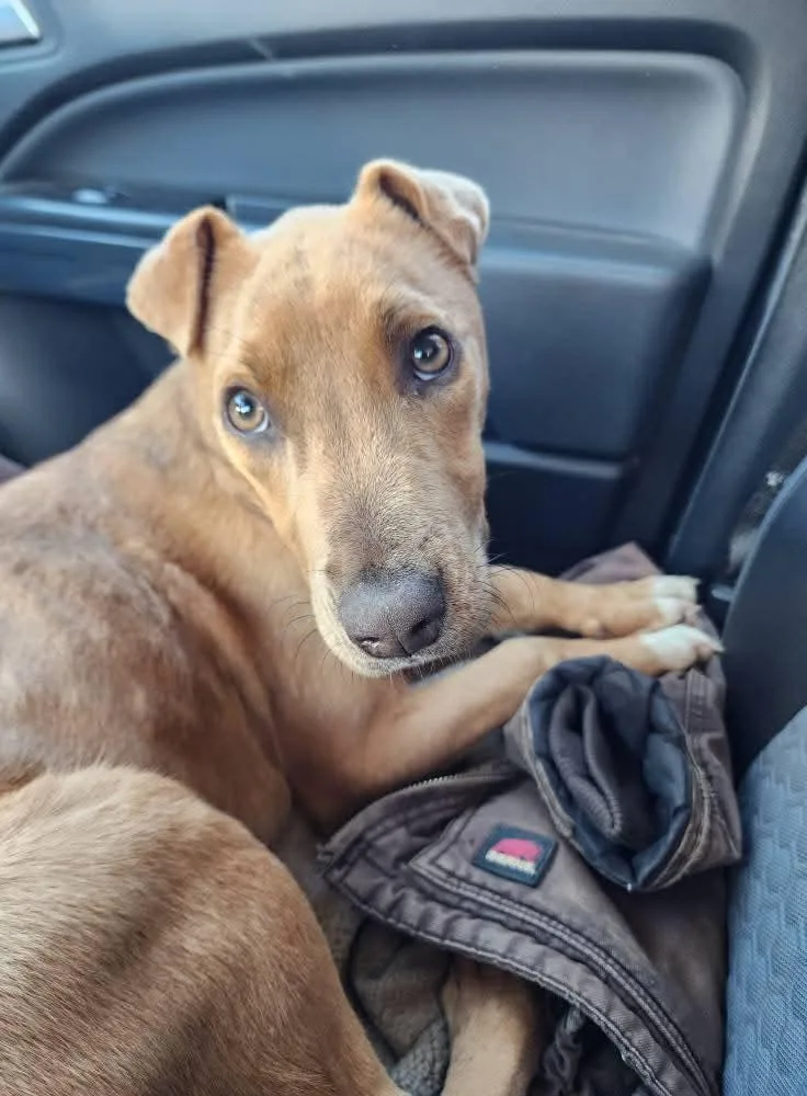 Brittany thumbnail 6