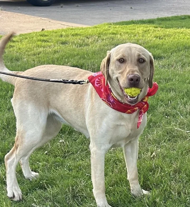 A young large-sized female Yellow / Tan / Blond / Fawn Labrador Retriever dog named Maggie for adoption in Horn Lake, MS