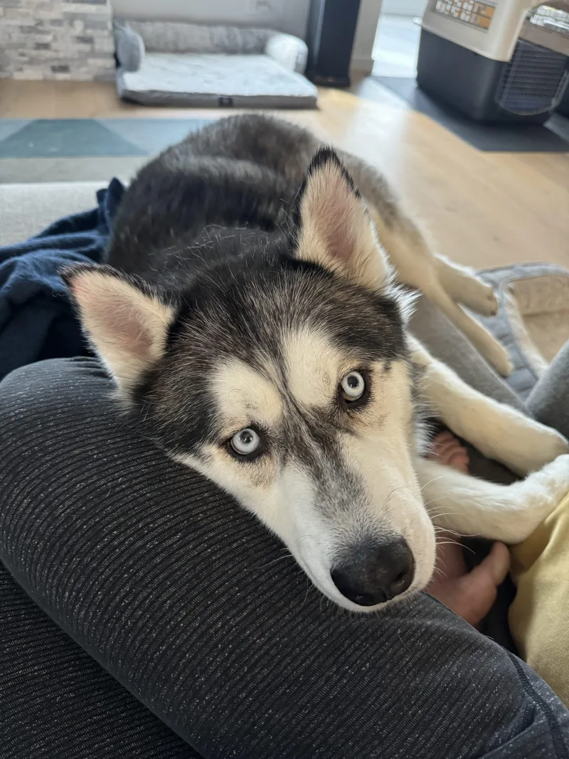 An adult medium-sized male Bicolor Siberian Husky dog named Lorenzo for adoption in Grand Junction, CO